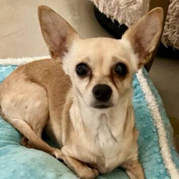 Chihuahua Dogs Available for Adoption - Bijou | PetCurious