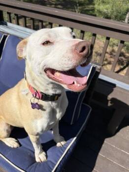 PENELOPE -  Pit Bull Terrier and Boxer Dog for Adoption in Broomfield, Colorado - PENELOPE | PetCurious