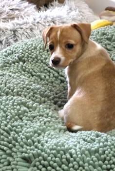 Bell -  Terrier and Chihuahua Dog for Adoption in Savannah, Georgia - Bell | PetCurious