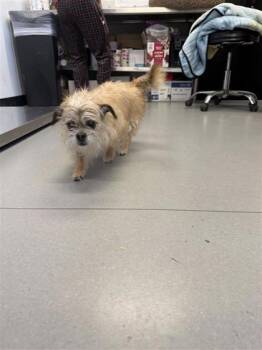 Mixed Breed Dogs Available for Adoption in West Chester, Pennsylvania - Regina | PetCurious