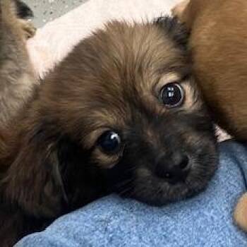 Mixed Breed Dogs Available for Adoption in La Grange, Kentucky - Scooby Doo | PetCurious