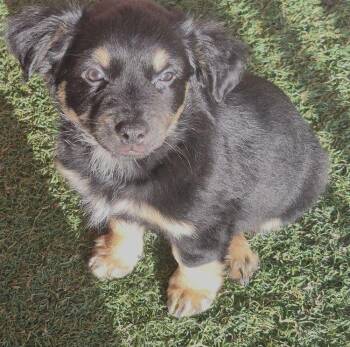 Petunia -  Chihuahua and Terrier Dog for Adoption in Carrollton, Texas - Petunia | PetCurious