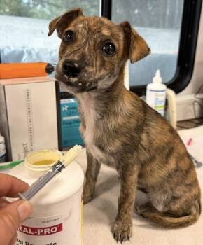 Tigger -  Mixed Breed Dog for Adoption in Larkfield-wikiup, California - Tigger | PetCurious