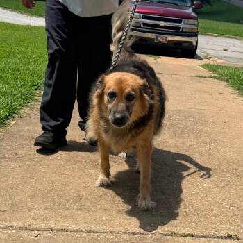 Erin -  Mixed Breed and Shepherd Dog for Adoption in Corinth, Mississippi - Erin | PetCurious