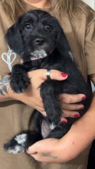 Daisy (fka Layla) -  Poodle and Pug Dog for Adoption in Portland, Indiana - Daisy (fka Layla) | PetCurious