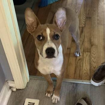 Andromeda -  Mixed Breed Dog for Adoption in Columbia, South Carolina - Andromeda | PetCurious