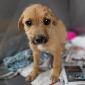 Chief -  Mixed Breed Dog for Adoption in Jefferson City, Tennessee - Chief | PetCurious