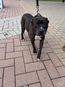 Pit Bull Terrier Dogs Available for Adoption - Griselda | PetCurious