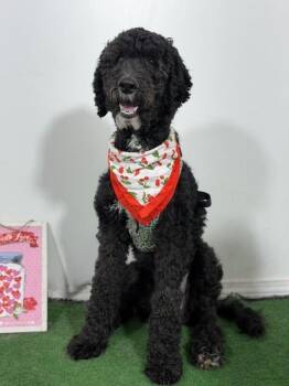Maggie-One of our Amazing Rescue Dogs -  Goldendoodle and Labradoodle Dog for Adoption in Carlsbad, California - Maggie-One Of Our Amazing Rescue Dogs | PetCurious