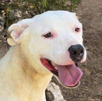 Tender Ms Tacoma - PERFECT Adventure Partner -  American Staffordshire Terrier Dog for Adoption in North Valley, New Mexico - Tender Ms Tacoma - PERFECT Adventure Partner | PetCurious