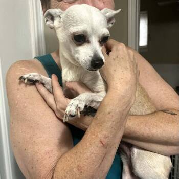 Lady Bird -  Chihuahua Dog for Adoption in Yukon, Oklahoma - Lady Bird | PetCurious