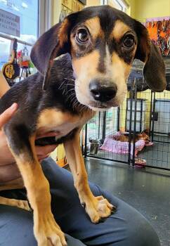 Arwen fka Smore -  Hound Dog for Adoption in St. Augustine, Florida - Arwen Fka Smore | PetCurious