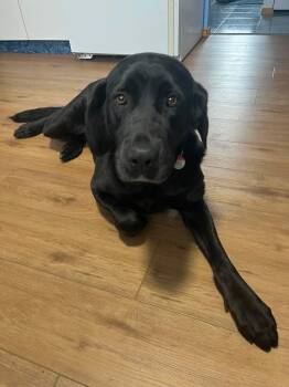 Madi -  Black Labrador Retriever and Mixed Breed Dog for Adoption in Winnipeg, Manitoba - Madi | PetCurious