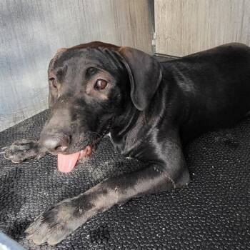 DABNEY -  Labrador Retriever Dog for Adoption in San Antonio, Texas - DABNEY | PetCurious