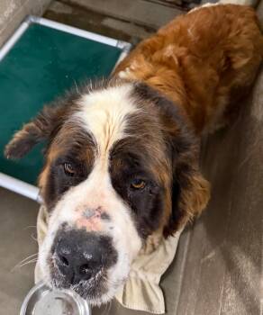 Saint Bernard Dogs Available for Adoption in Virginia, Minnesota - Santana | PetCurious