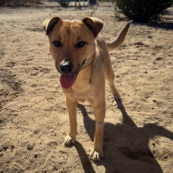 Rescue German Shepherd Dog Dogs for Adoption in Littlerock, California - BlueJay | PetCurious