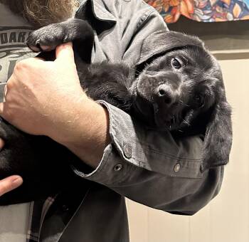 Black Labrador Retriever and German Shepherd Dog Dogs Available for Adoption - Blarney | PetCurious