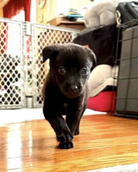 Luna -  Shepherd Dog Available for Adoption in Berlin, New Jersey - Luna | PetCurious