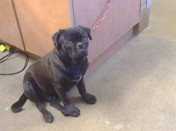 Pug Dogs Available for Adoption in Sacramento, California - LIONEL | PetCurious