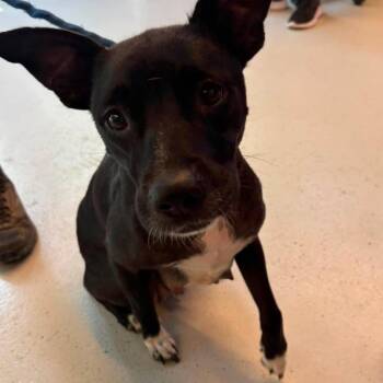 Lady -  Mixed Breed Dog for Adoption in Huntington, West Virginia - Lady | PetCurious