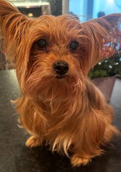 Rescue Yorkshire Terrier Dogs for Adoption in Franklin, Tennessee - Macey | PetCurious