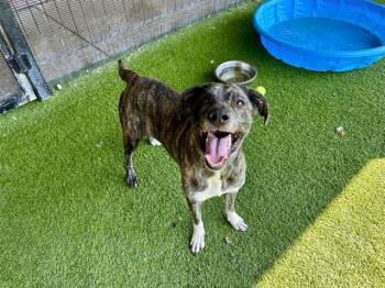 BELLA -  Plott Hound Dog for Adoption in Rowlett, Texas - BELLA | PetCurious