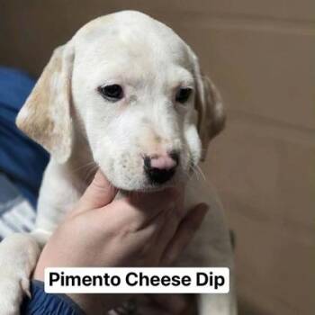 Mixed Breed Dogs Available for Adoption - Pimento Cheese Dip | PetCurious