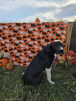 Rescue Black Labrador Retriever Dogs for Adoption in Muldrow, Oklahoma - Liberty Bell | PetCurious