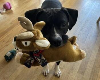 Mixed Breed Dogs Available for Adoption in Chamblee, Georgia - Shelley | PetCurious