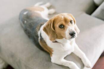 Annie -  Beagle and Harrier Dog for Adoption in Mechanicsburg, Pennsylvania - Annie | PetCurious