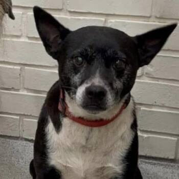 Mixed Breed Dogs Available for Adoption in Savannah, Georgia - Dak | PetCurious