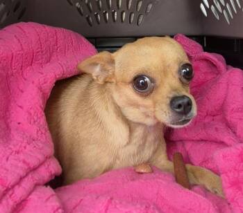 Pen 229c -  Chihuahua Dog for Adoption in Lawrenceville, Georgia - Pen 229c | PetCurious
