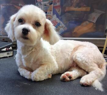 26-100 -  Maltese and Shih Tzu Dog for Adoption in Carrollton, Ohio - 26-100 | PetCurious