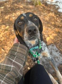 Australian Cattle Dog Blue Heeler and Dachshund Dogs Available for Adoption - Ivy | PetCurious