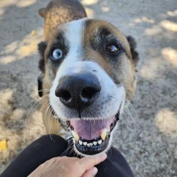 Guinness -  Mixed Breed Dog for Adoption in Murray, Utah - Guinness | PetCurious