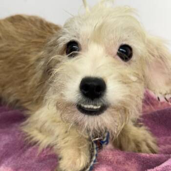Fluffy Puppy -  Schnauzer and Poodle Dog for Adoption in Chariton, Iowa - Fluffy Puppy | PetCurious