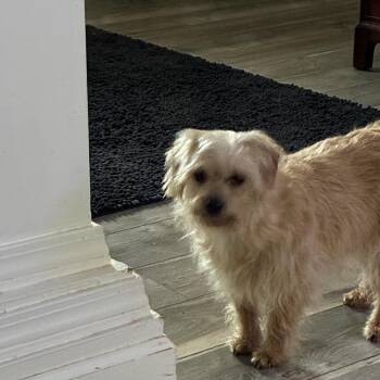 Wirehaired Terrier Dogs Available for Adoption - Charm | PetCurious