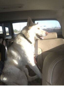 Rescue Shepherd Dogs for Adoption in Fort Collins, Colorado - Spirit | PetCurious