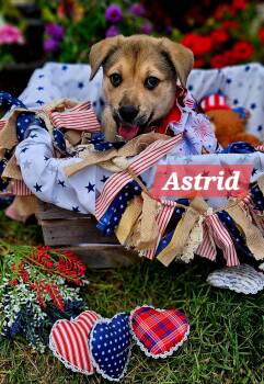 Astrid -  German Shepherd Dog Dog for Adoption in Denver, North Carolina - Astrid | PetCurious