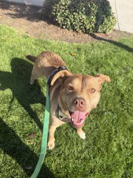 Rescue Australian Kelpie and Mixed Breed Dogs for Adoption in Visalia, California - Cody | PetCurious