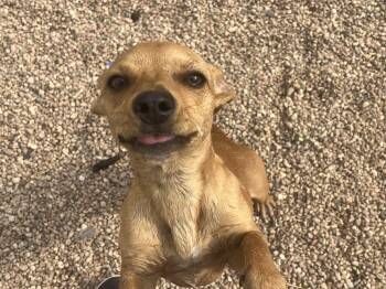 Tessa -  Chihuahua and Dachshund Dog for Adoption in Longmont, Colorado - Tessa | PetCurious