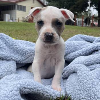 Mixed Breed Dogs Available for Adoption in Williston, Florida - Starr | PetCurious