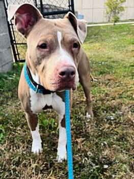 Rescue Pit Bull Terrier and Mixed Breed Dogs for Adoption in Chesapeake, Virginia - Mira | PetCurious