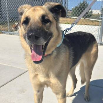 Bandit -  German Shepherd Dog and Husky Dog for Adoption in Watertown, Wisconsin - Bandit | PetCurious