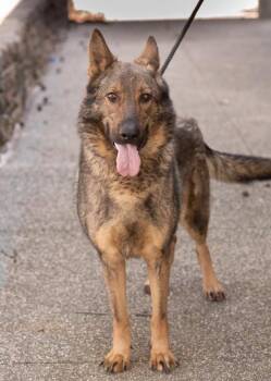 German Shepherd Dog Dogs Available for Adoption - HEIDI | PetCurious