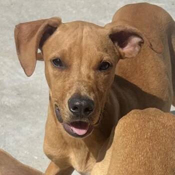 Millionaire -  Terrier Dog for Adoption in Parrish, Alabama - Millionaire | PetCurious