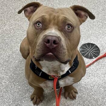 Rescue American Bully Dogs for Adoption in Prince Frederick, Maryland - Nutter Butter | PetCurious
