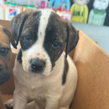 Buttercup 15716 -  Mixed Breed Dog Available for Adoption in Morganton, North Carolina - Buttercup 15716 | PetCurious