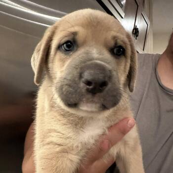 Mastiff and Australian Cattle Dog Blue Heeler Dogs Available for Adoption in Agua Dulce, California - Blue Man | PetCurious