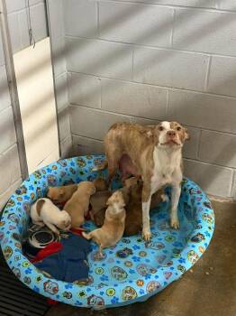 Mixed Breed Dogs Available for Adoption in Elizabethtown, North Carolina - Nina And Puppies | PetCurious